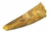 Fossil Spinosaurus Tooth - Real Dinosaur Tooth #351574-1